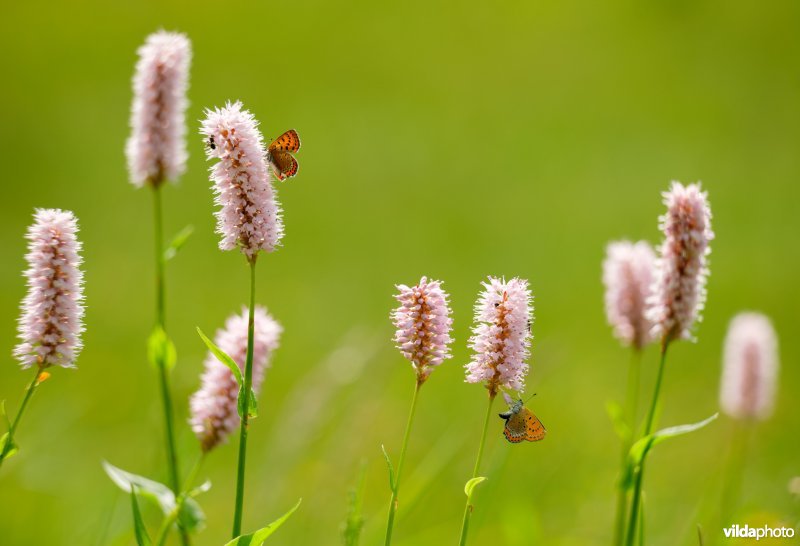 Blauwe vuurvlinder op adderwortel