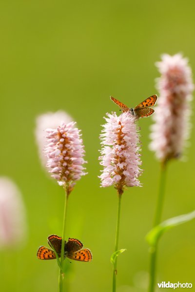 Blauwe vuurvlinder op adderwortel