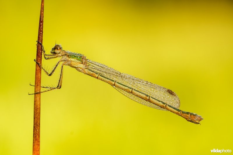 Gewone pantserjuffer met ochtenddauw