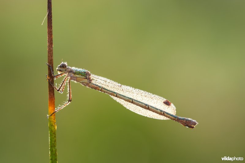 Gewone pantserjuffer met ochtenddauw