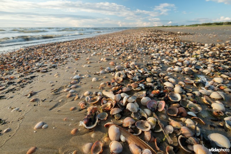 Strandlijn met schelpen