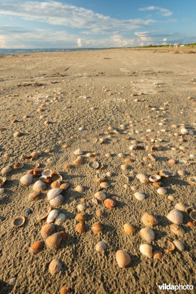 Strandlijn met schelpen