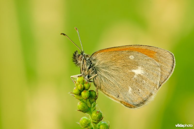 Roodstreephooibeestje uit de Alpen