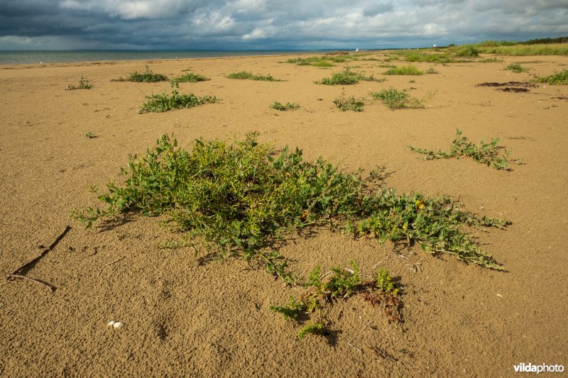 Natuurstreefbeeld 2110 – Embryonale duinen