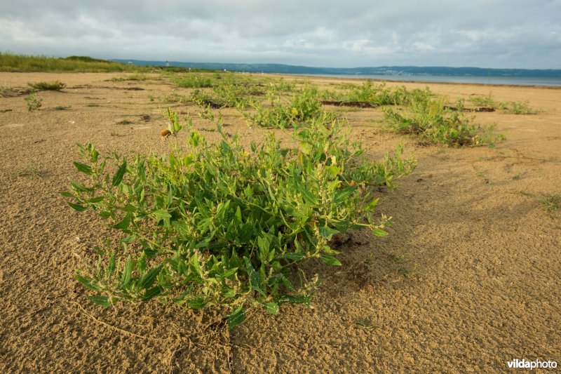 Natuurstreefbeeld 2110 – Embryonale duinen