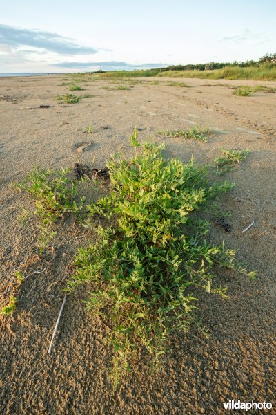 Natuurstreefbeeld 2110 – Embryonale duinen