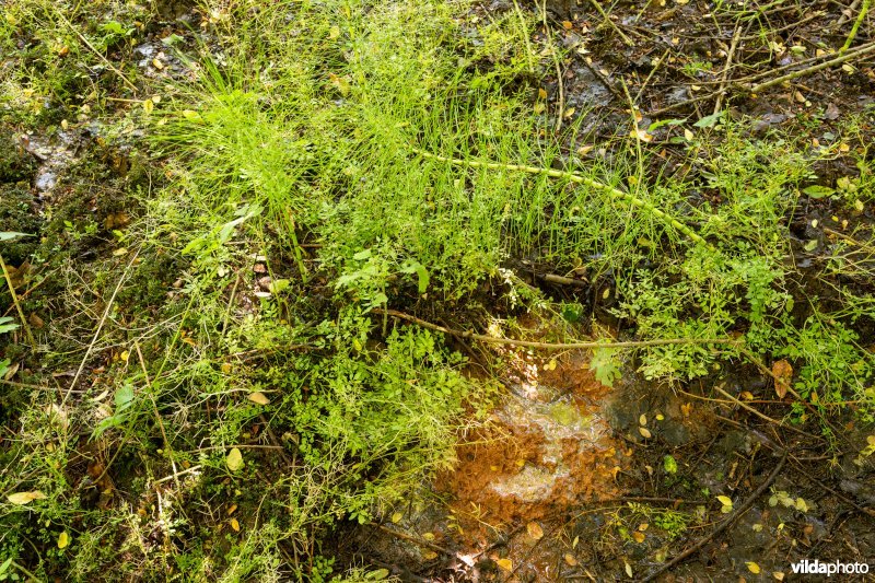 Kwelvegetatie in bronbos