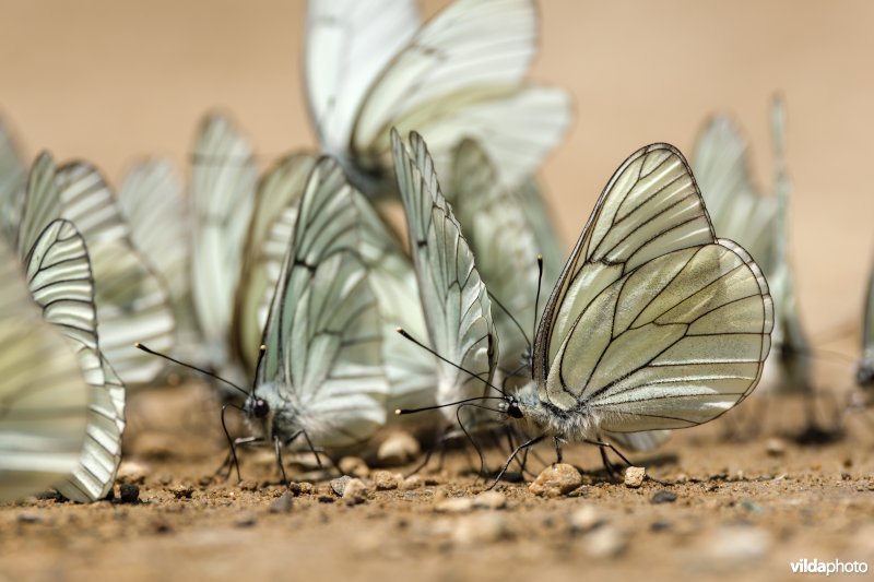 Drinkende Groot geaderd witjes