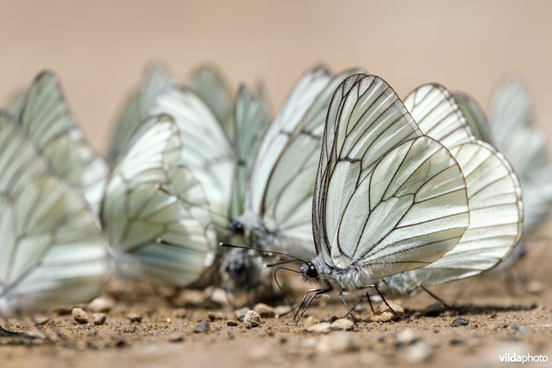 Drinkende Groot geaderd witjes