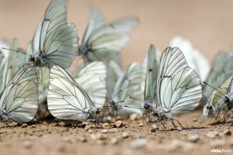 Drinkende Groot geaderd witjes