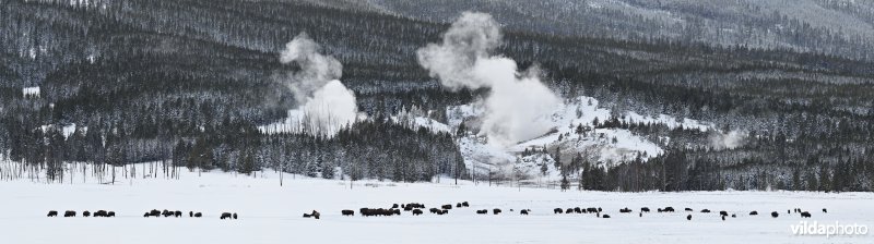 Bizons in Yellowstone