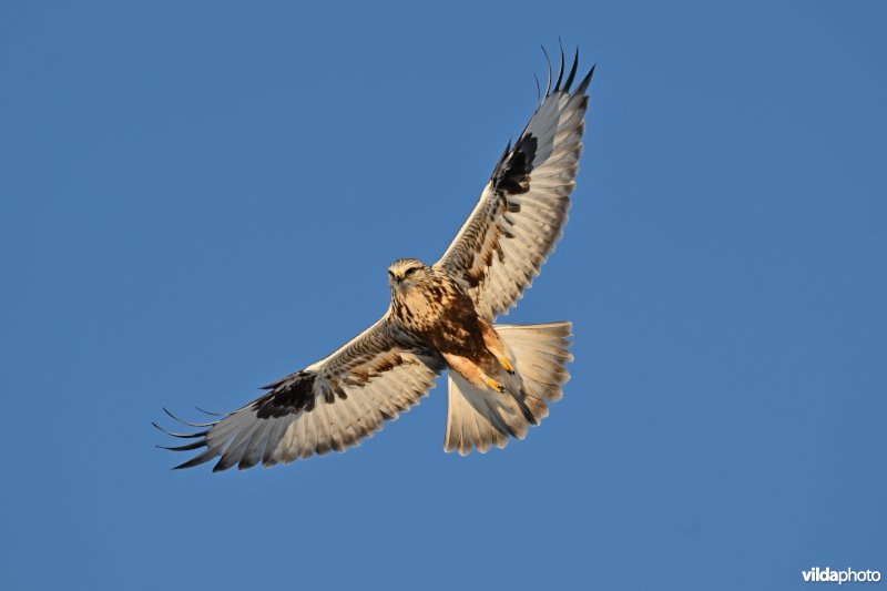 Ruigpootbuizerd