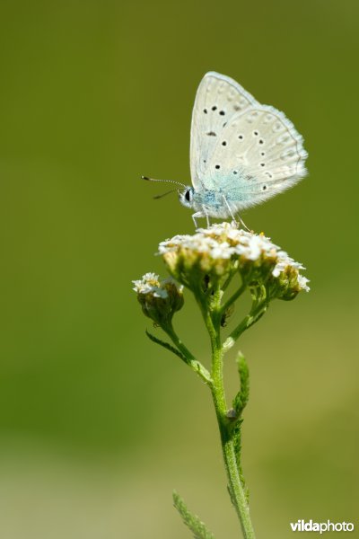 Getand blauwtje