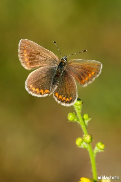 Vals bruin blauwtje