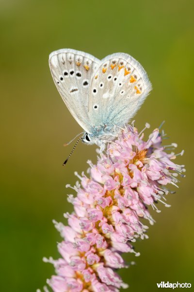 Turkooisblauwtje