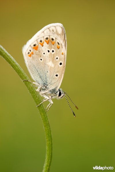 Turkooisblauwtje