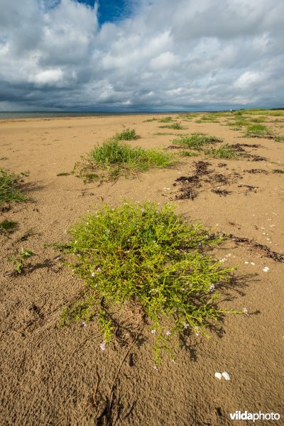 Natuurstreefbeeld 2110 – Embryonale duinen