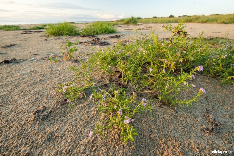 Natuurstreefbeeld 2110 – Embryonale duinen