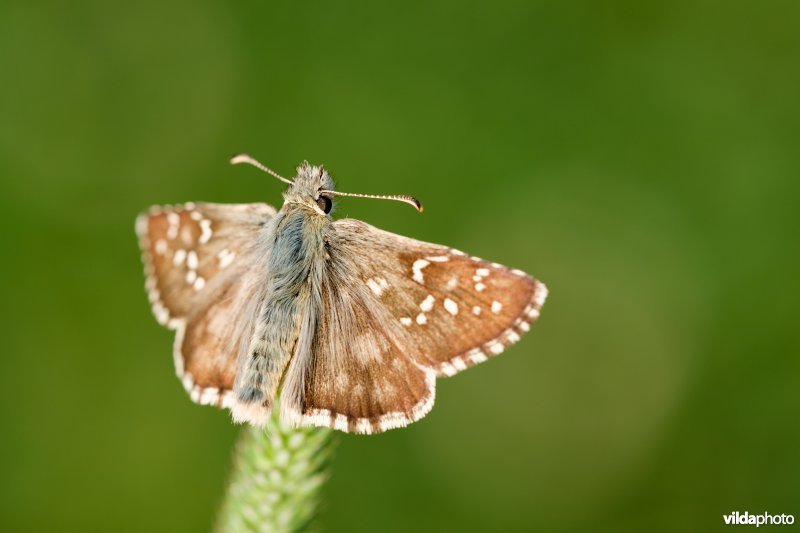 Groot spikkeldikkopje