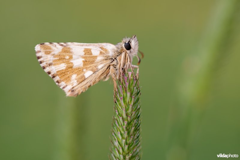 Groot spikkeldikkopje