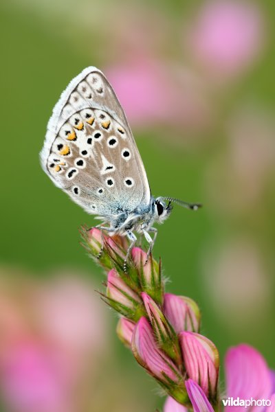 Vlaggewikkeblauwtje