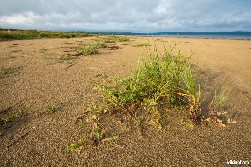Natuurstreefbeeld 2110 – Embryonale duinen