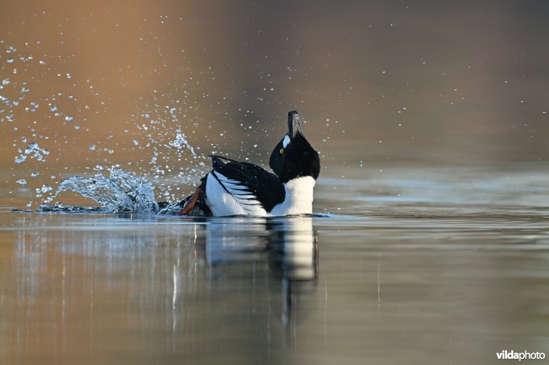 Baltsende Brilduiker