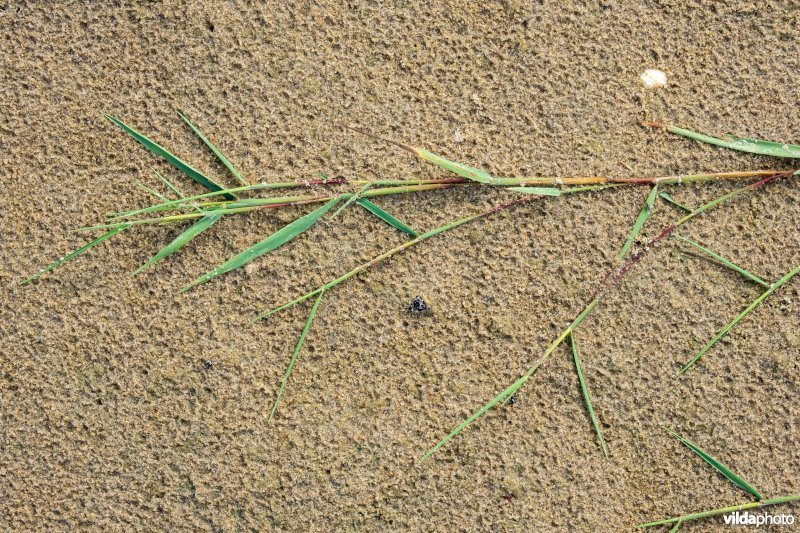 Fioringras