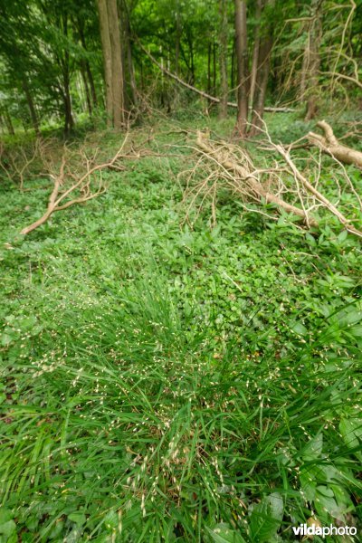 Rijke ondergroei in een loofbos