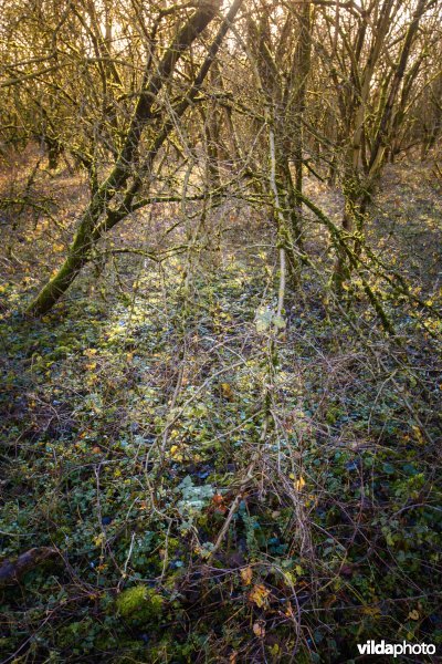 Millingerwaard vlierbos