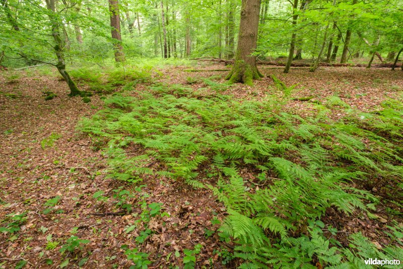Beperkte bodembedekking in een beukenbos