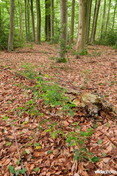 Beperkte bodembedekking in een beukenbos
