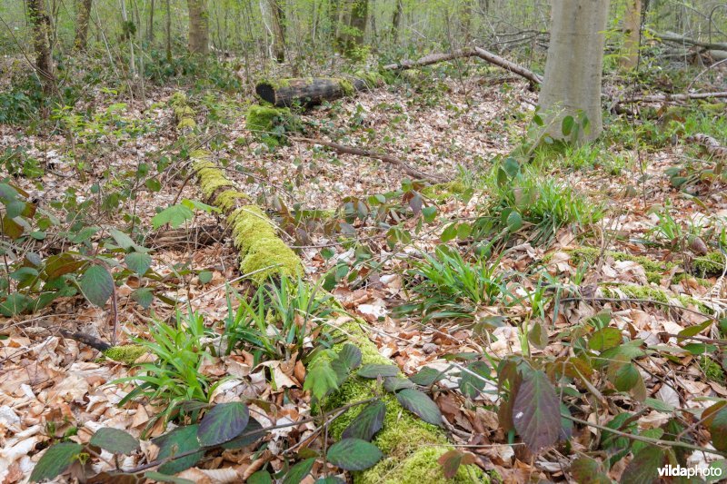 Zuurminnend beukenbos