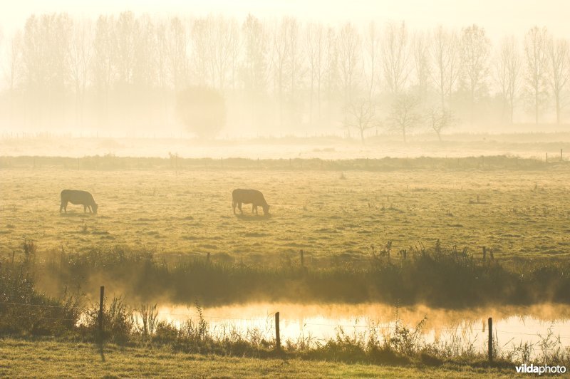 Poel in het Weijmeerbroek