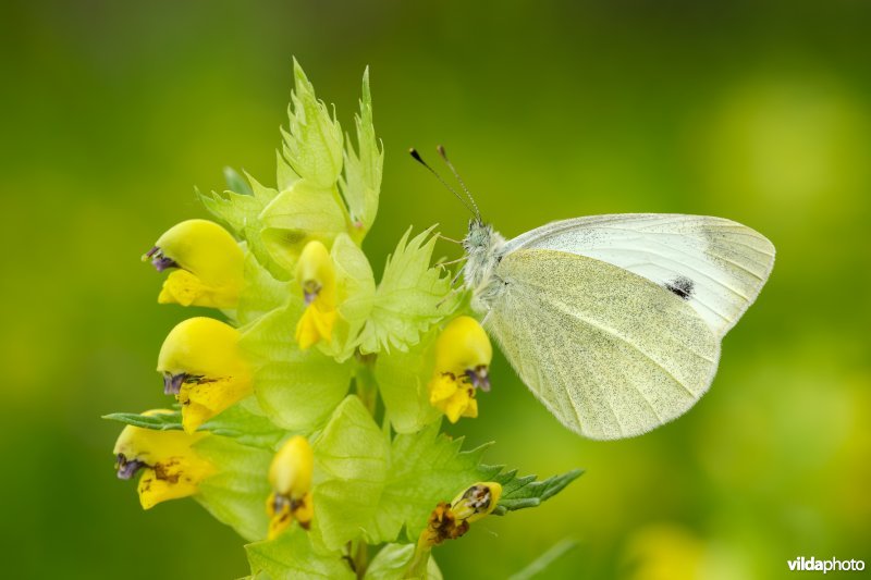 Scheefbloemwitje op grote ratelaar