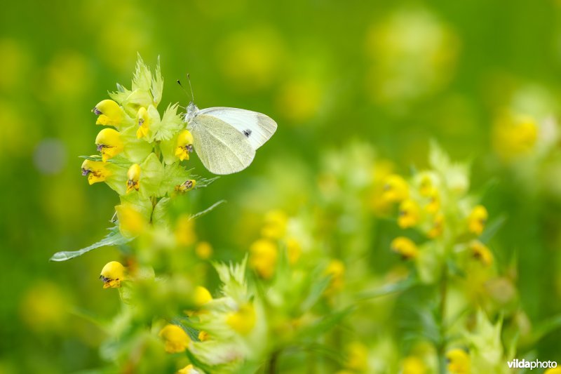 Scheefbloemwitje op grote ratelaar