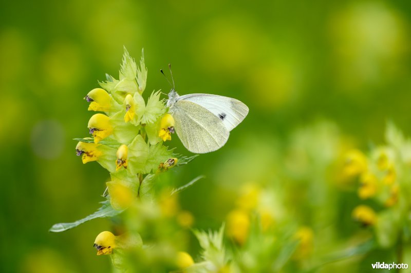 Scheefbloemwitje op grote ratelaar
