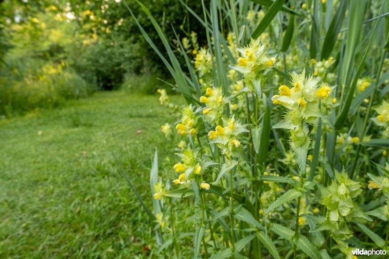 Ratelaar in de Massarttuin