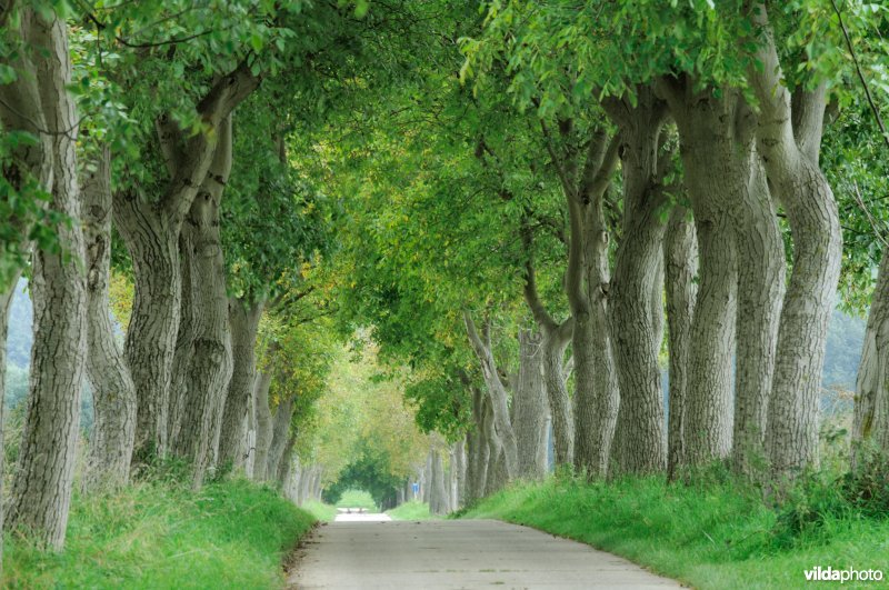 Dreef aan Apostelhuis, Alden Biezen