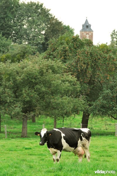 Koe in Alden Biezen