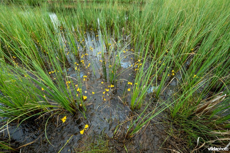 Loos blaasjeskruid in kwelrijk water