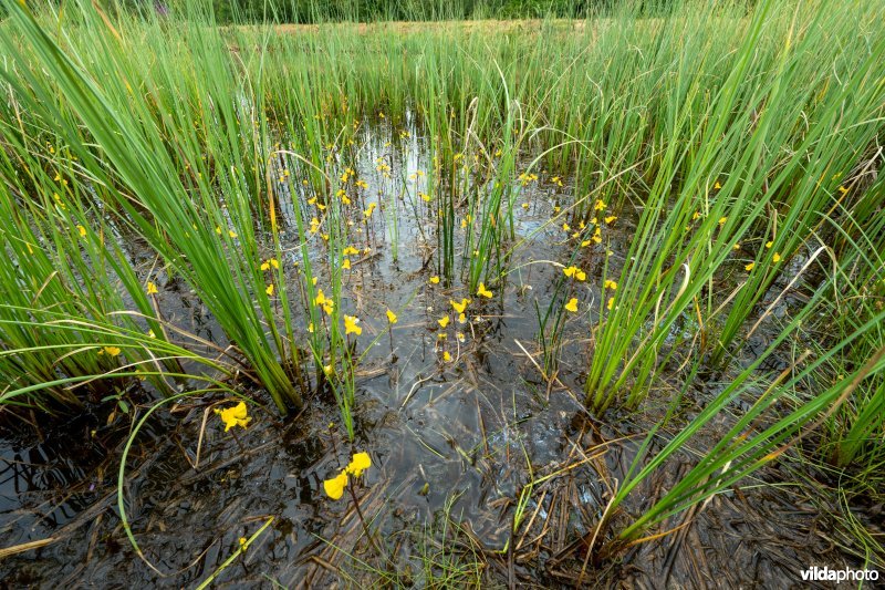 Loos blaasjeskruid in kwelrijk water
