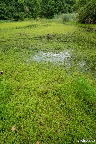 Massale besmetting met Watercrassula