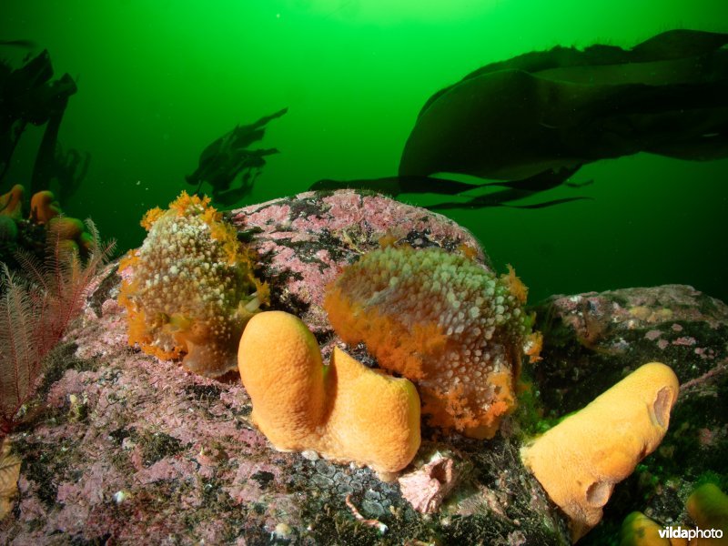 Grote tritonia