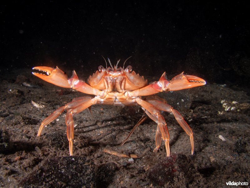 Blauwpootzwemkrab