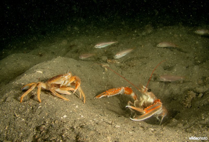 Noorse kreeft
