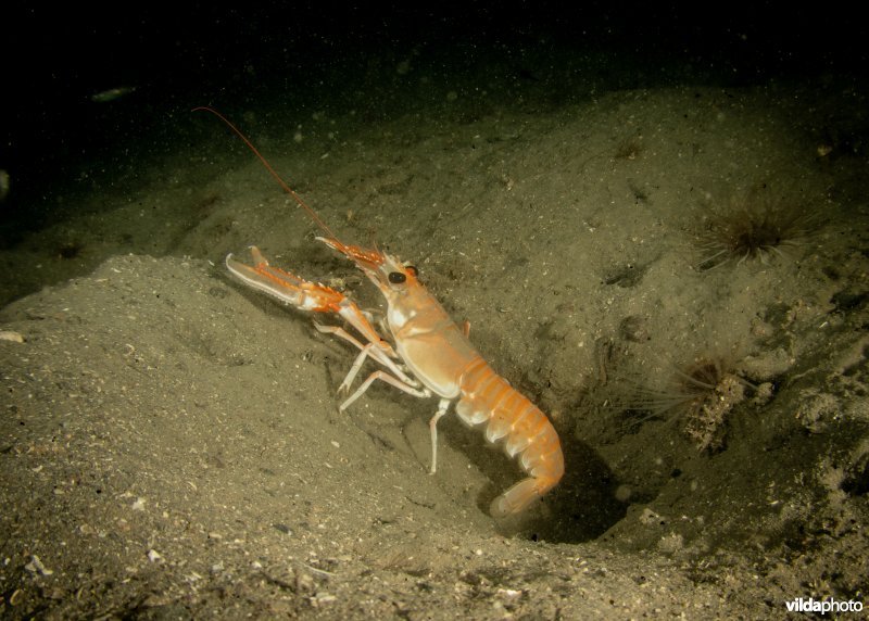 Noorse kreeft