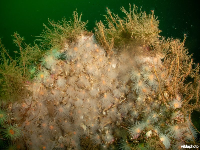 Protanthea simplex