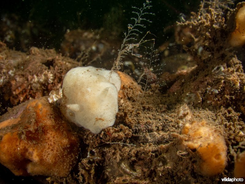 Satijnslak