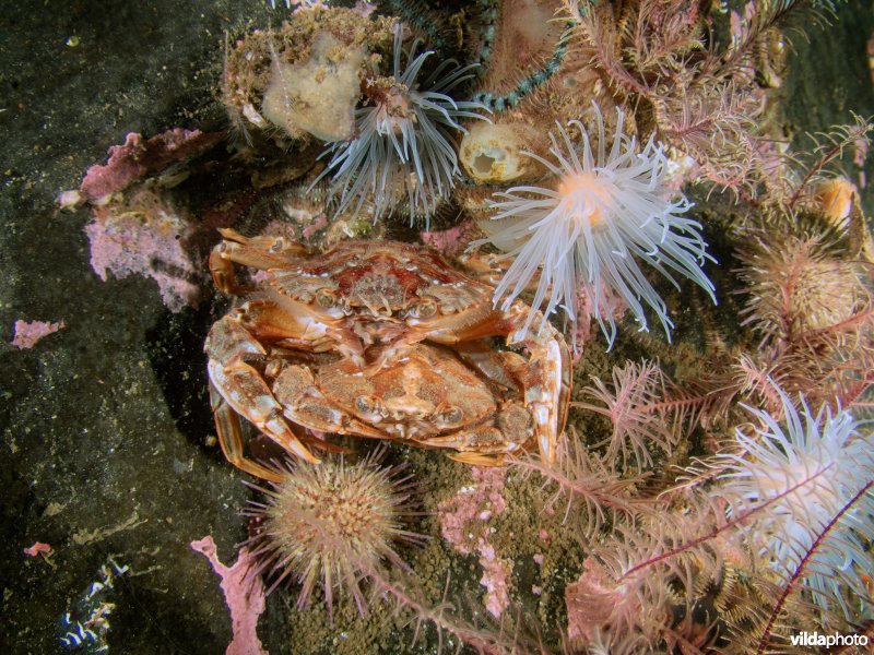 Blauwpootzwemkrab